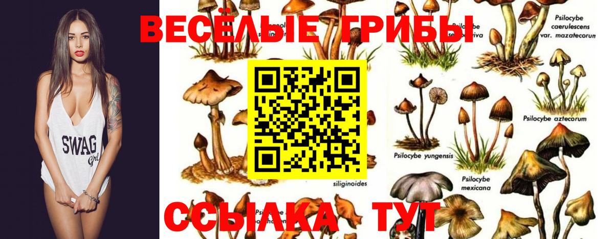 наркошоп  Псилоцибиновые грибы Cubensis  Михайловка  Вход с VPN  Галлюциногенные грибы Psilocybe 